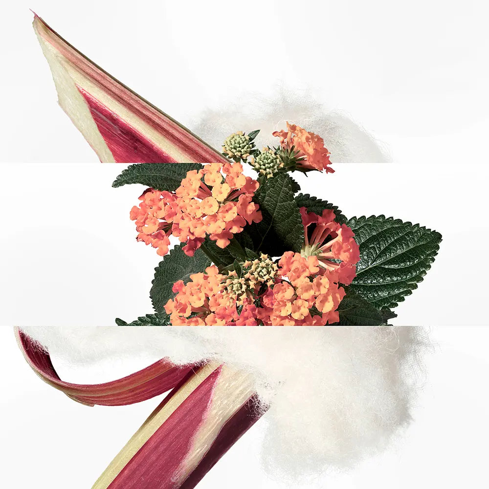 Hermès Eau de Rhubarbe Écarlate Eau de Cologne