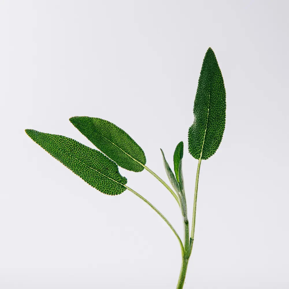 Loewe Solo Vulcan Eau de Parfum