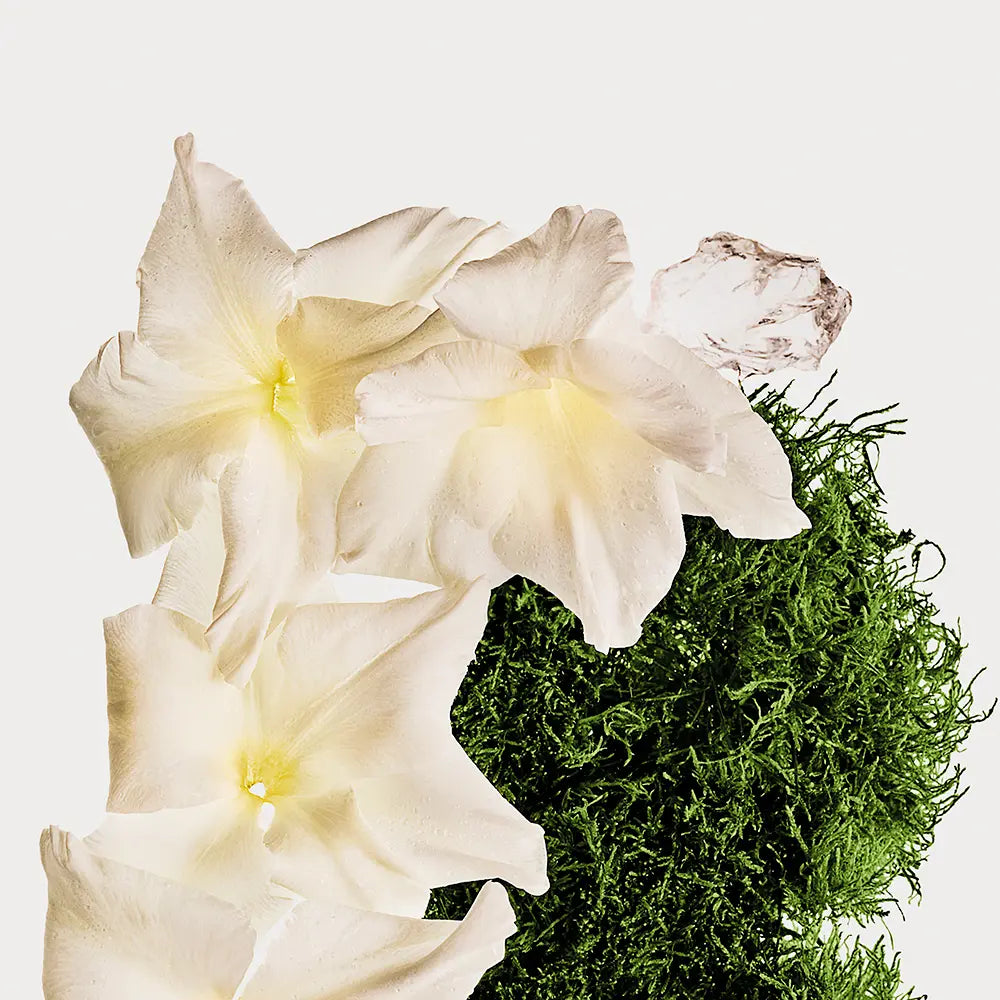 Calvin Klein CK Cotton Musk Body Mist Body Mist