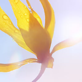 La Vie Est Belle Soleil Cristal – Eau de Parfum