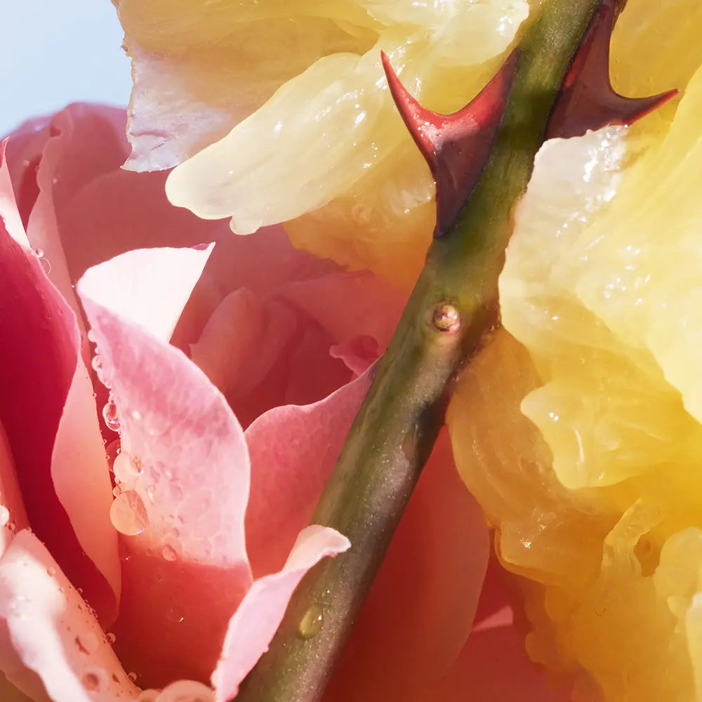 Guerlain La Petite Robe Noire Eau de Toilette