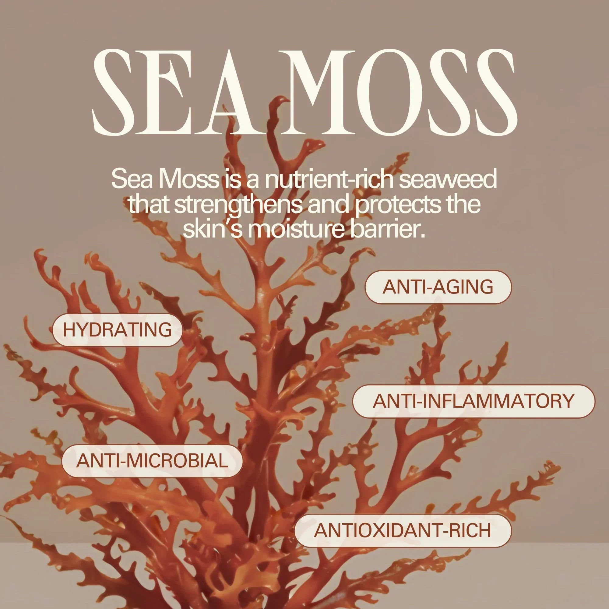 Isle Nourishing Body Mist SPF 50 with Sea Moss and Hyaluronic Acid