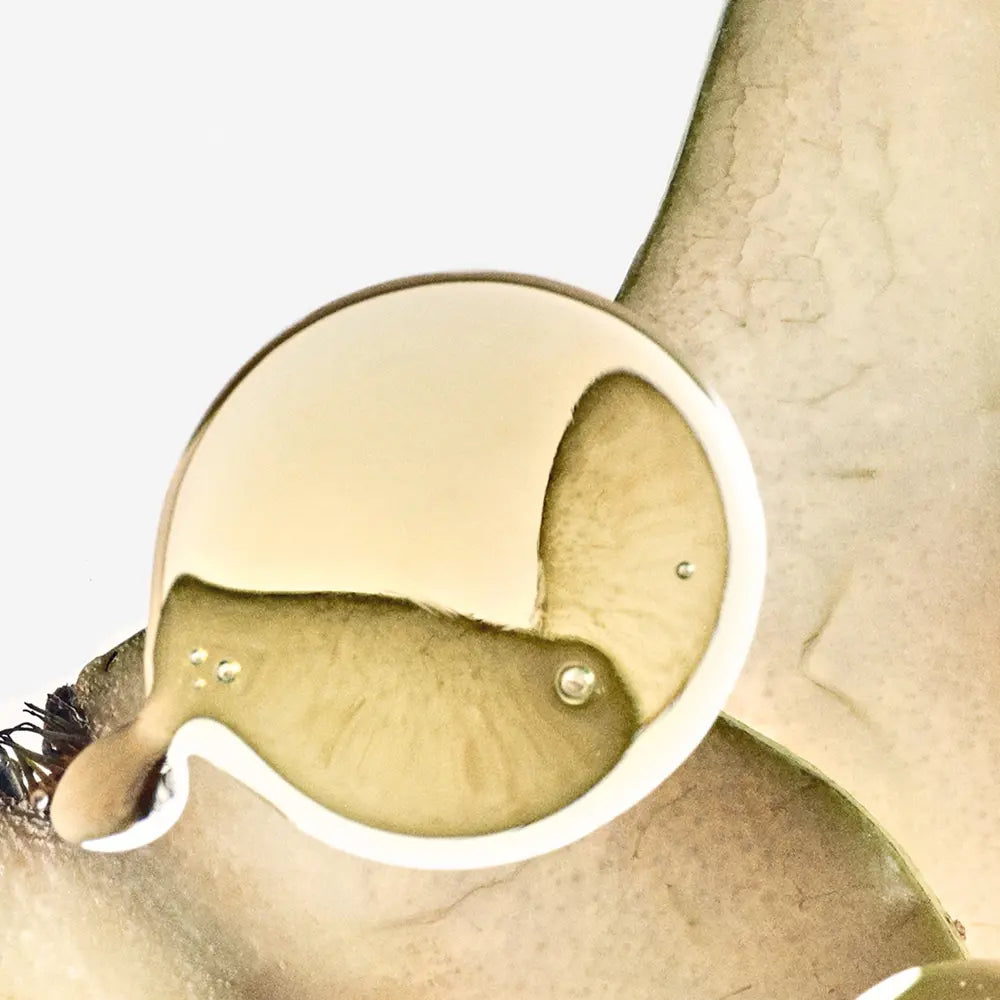 Loewe Solo Ella Elixir